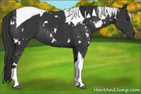 Horse Color:White Spotted Black Tobiano 