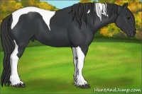 Horse Color:Black Tobiano 