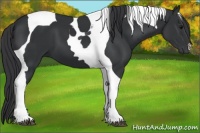 Horse Color:Black Tobiano 