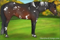 Horse Color:White Spotted Brown