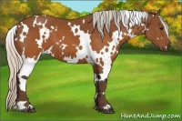 Horse Color:White Spotted Silver Brown