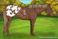 Horse Color:Chestnut Appaloosa 