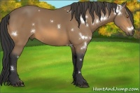 Horse Color:White Spotted Buckskin 
