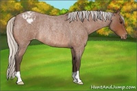 Horse Color:Silver Bay Roan Varnish Rabicano 