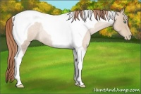 Horse Color:Smoky Blue Roan Pearl Tobiano Rabicano 