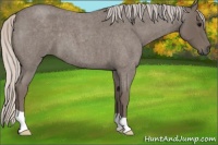 Horse Color:Silver Blue Roan 