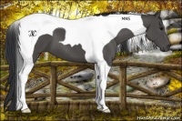 Horse Color:Black Tobiano 