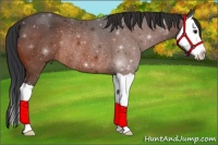 Horse Color:Bay Splash Rabicano