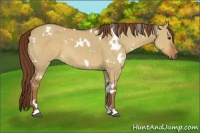Horse Color:White Spotted Red Dun 
