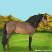 Horse Color:Buckskin 