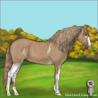 Horse Color:White Spotted Red Dun 
