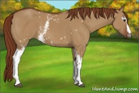 Horse Color:White Spotted Red Dun 