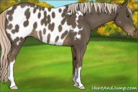 Horse Color:Chocolate Palomino Appaloosa