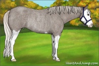 Horse Color:Silver Blue Roan Splash Rabicano
