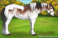 Horse Color:White Spotted Bay Splash Tobiano Appaloosa