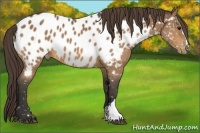 Horse Color:Buckskin Appaloosa