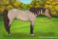 Horse Color:Bay Roan Dun Appaloosa