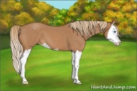 Horse Color:Red Roan Splash Appaloosa
