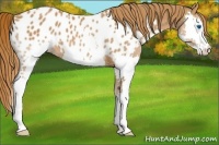 Horse Color:Chestnut Splash Appaloosa 