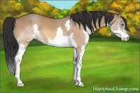 Horse Color:Bay Dun Splash 