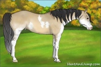 Horse Color:Brown Dun Splash 