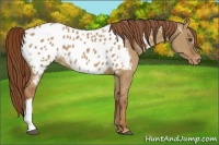 Horse Color:Red Dun Appaloosa