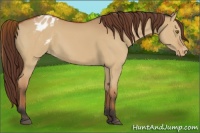 Horse Color:Bay Dun Appaloosa 