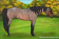 Horse Color:Bay Roan 