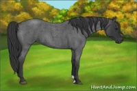 Horse Color:Blue Roan