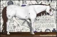 Horse Color:Liver Chestnut Sabino Appaloosa 
