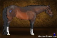 Horse Color:Bay  and Bay 