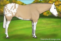 Horse Color:Palomino Splash Appaloosa
