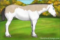 Horse Color:Buckskin Roan Splash 