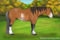 Horse Color:Bay Sabino