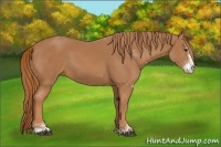 Horse Color:Chestnut Sabino