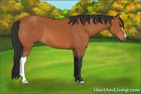 Horse Color:Bay 