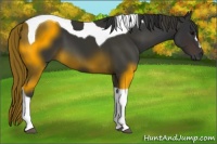 Horse Color:Brown Tobiano