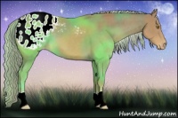 Horse Color:Palomino Appaloosa 