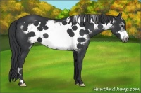 Horse Color:Black Frame