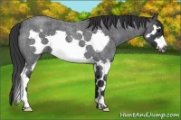 Horse Color:Blue Roan Splash Frame 