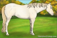 Horse Color:Buckskin Roan Pearl  and Buckskin Roan Pearl Rabicano 