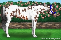 Horse Color:Bay Tobiano Appaloosa 