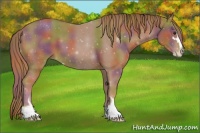 Horse Color:Nacre Chestnut Sabino 