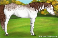 Horse Color:White Spotted Chestnut Splash