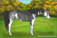 Horse Color:Blue Roan Splash 