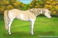 Horse Color:Chestnut Splash 