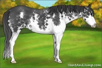 Horse Color:Blue Roan Splash 