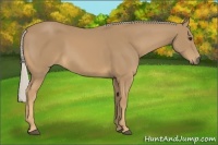 Horse Color:Palomino