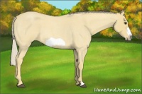 Horse Color:Palomino Roan Frame 