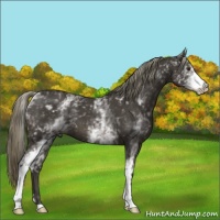 Horse Color:White Spotted Liver Chestnut